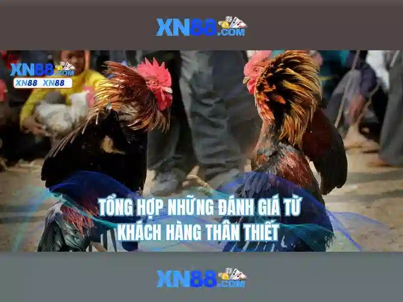 Nền tảng và chức năng