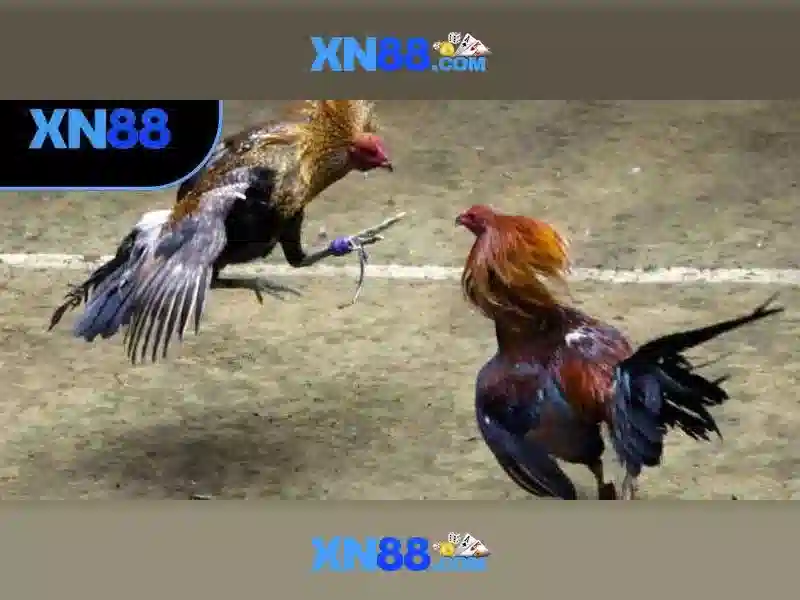 Giới thiệu về xn88