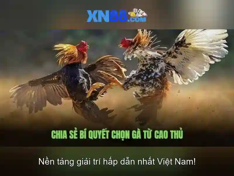 Cơ chế hoạt động của xn88