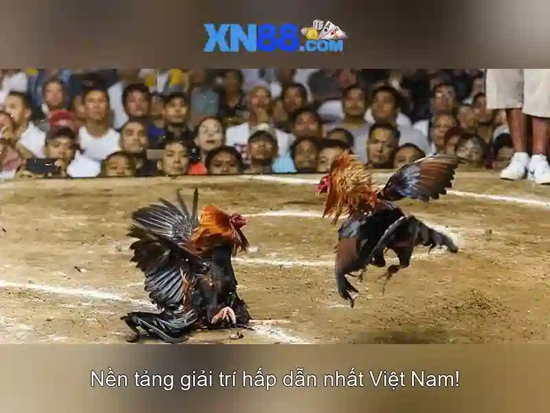 Triển vọng và kết luận