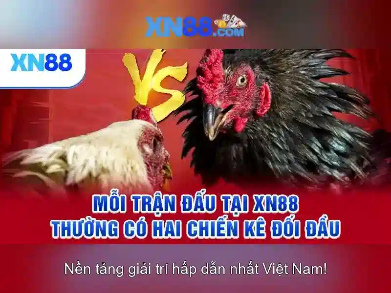 Biểu đồ tuân thủ 16 năm của xn88
