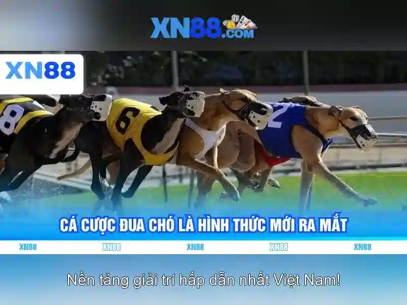 Nguồn gốc xn88..com
